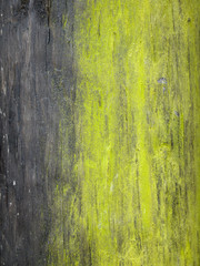 green moss on an aged wooden post