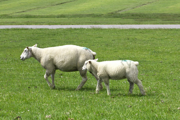 Sheep on the farm