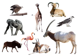 Papier Peint photo Lavable Flamant Oryx Cimeterre et autres animaux africains