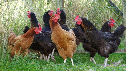 poules
