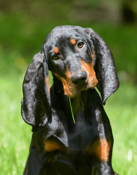 coonhound portrait