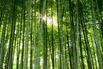 bamboo forest