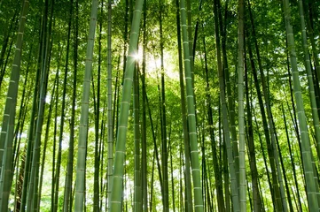 Afwasbaar Fotobehang Bamboe Bamboo Bos