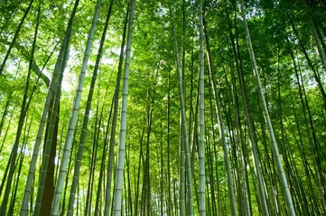 Tissu par mètre Bambou foret de bambou