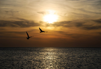Fototapeta na wymiar Jasny panoramiczny zachód słońca z ptaków pływających pod powierzchnią morza