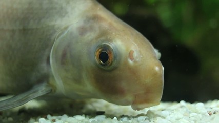 Ryba morska