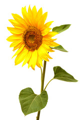 Fototapeta premium Sunflower