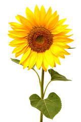 Obraz premium Sunflower