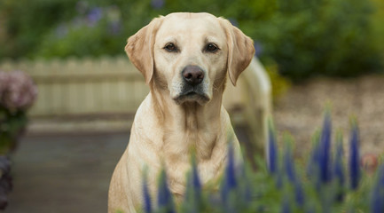 yellow lab