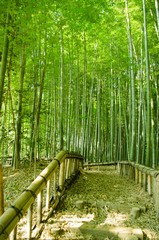 Fototapeta premium bamboo forest