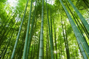 Crédence en verre imprimé Bambou foret de bambou
