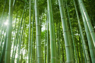 Crédence de cuisine en verre imprimé Bambou bamboo forest