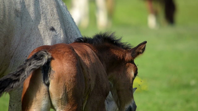 White mare and foal brown grazed in a meadow