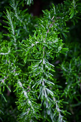 fresh rosemary herb