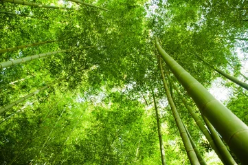 Store enrouleur sans perçage Bambou bamboo forest