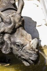 Fototapeta na wymiar Strength, danger, Indian rhino with huge horn and armor skin