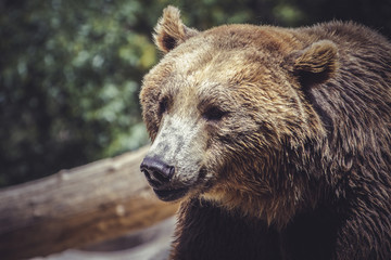 Fototapeta na wymiar brown bear, majestic and powerful animal