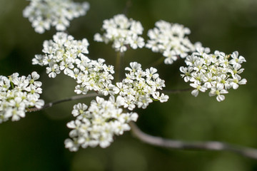 Flowers of cow parsley in St. Geertruid, Netherlands.