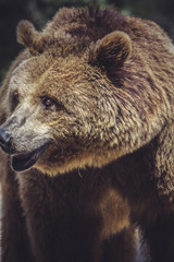 Obraz premium killer, brown bear, majestic and powerful animal
