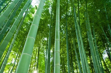 Papier Peint photo Lavable Bambou foret de bambou
