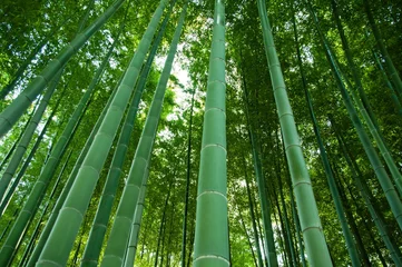 Papier Peint photo Bambou foret de bambou