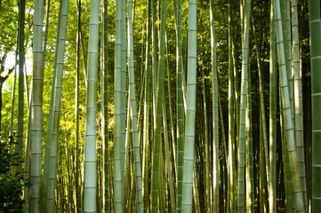 bamboo forest