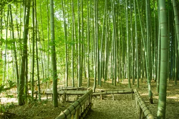 Photo sur Aluminium Bambou foret de bambou