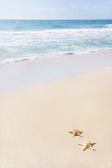 two sea-stars on sand beach against waves