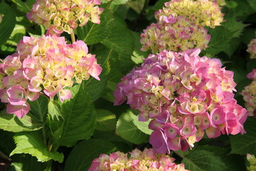 Hortensie blüht auf