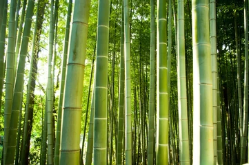 Papier Peint photo autocollant Bambou foret de bambou