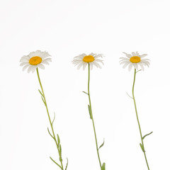 three daisies