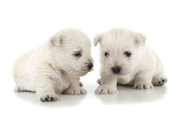 West Highland White Terrier puppies