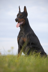 black doberman