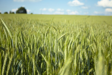 green field