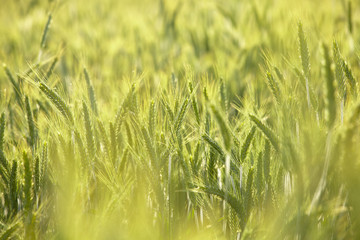Fototapeta premium green field