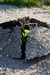 Побег растения ломает асфальт