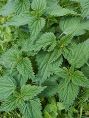 spring green nettle