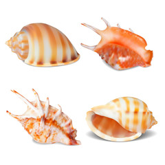 Set of Seashell, isolated on white. Vector illustration