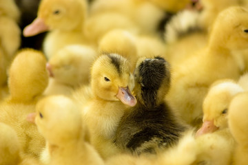 Выводок утят