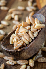 Farro