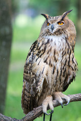 Owl  3