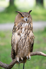 Owl