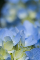 hydrangea petals