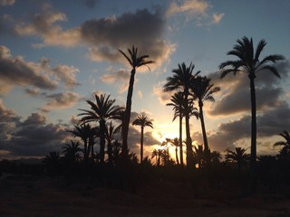 Obraz premium Palmeras de Elche