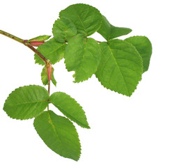 Beautiful green twig isolated on white