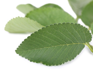 Beautiful green twig isolated on white