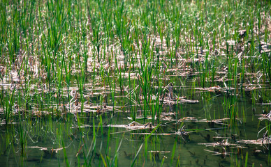 Tarn Vrbicke pleso, Slovakia