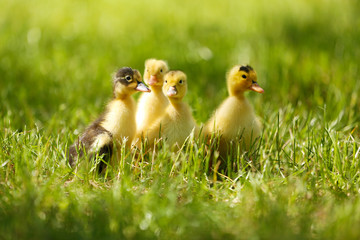 Little cute ducklings on green grass, outdoors
