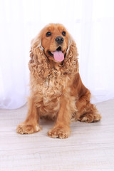 English cocker spaniel in room