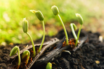 seed pod germination - plant seedling